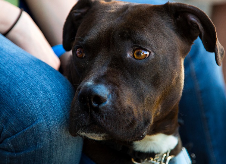 Black pitbull best sale with blue eyes