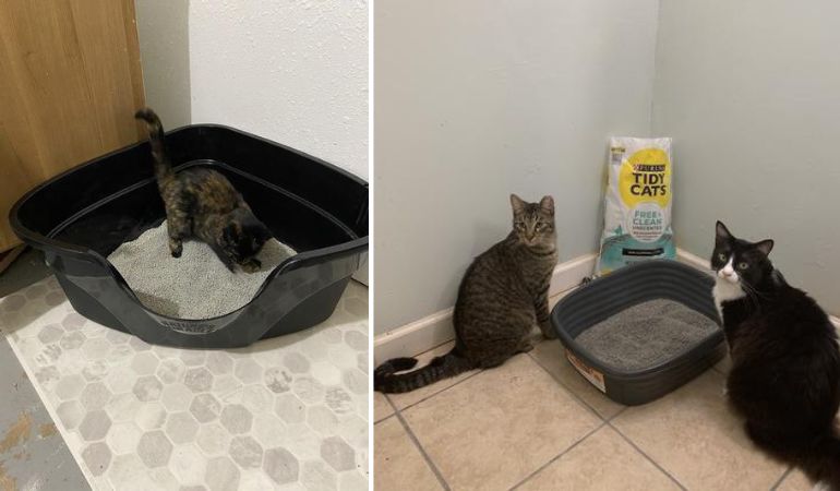 best dust free cat litter