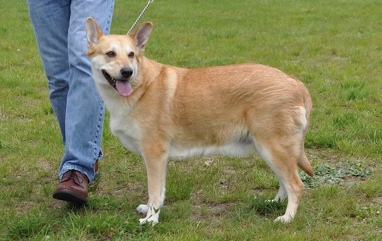 black chinook dog