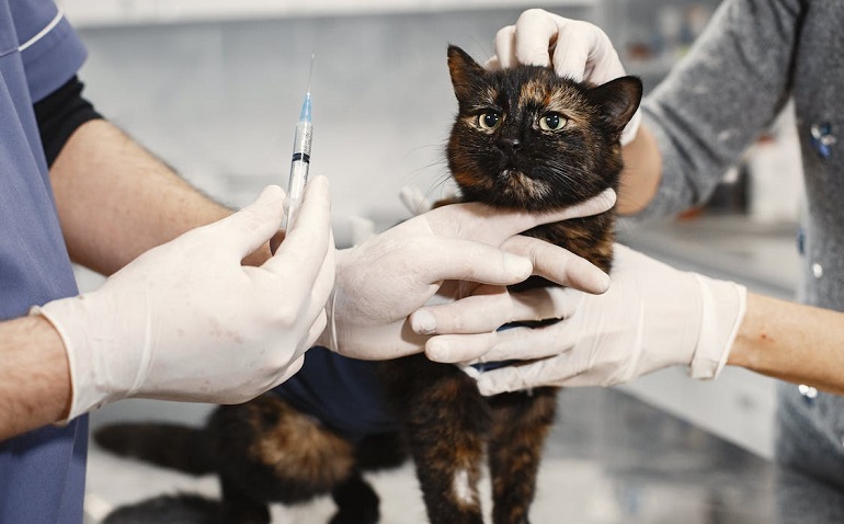 why-is-my-cat-throwing-up-causes-diagnosis-treatment