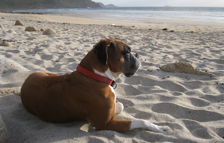 Boxer Dog Breed Information - Your Loyal, Cheerful Companion