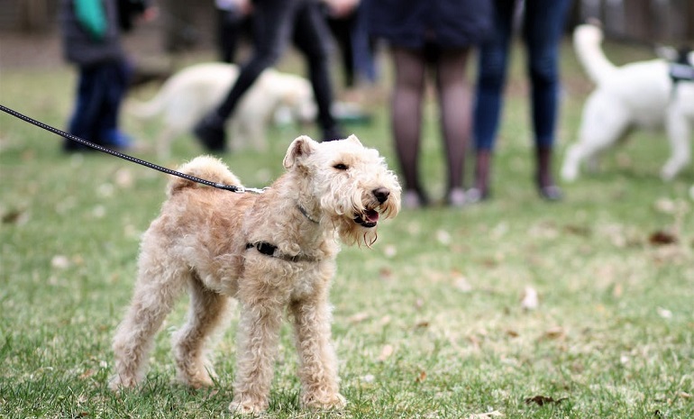 socialization training for dogs