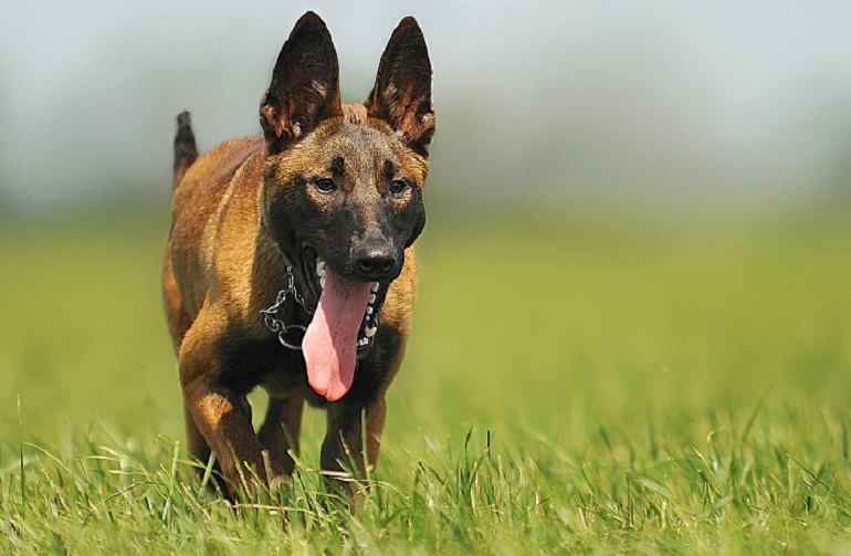 belgium malinois