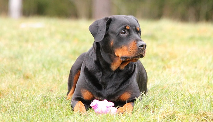 Rottweiler Dog- Description, Breeding, Care, and Other Facts