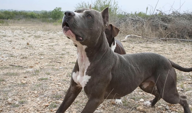 Blue cheap pitbull size