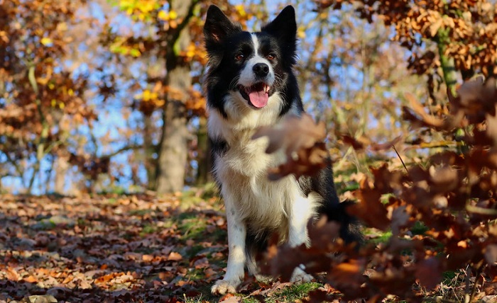 BorderCollieBreed