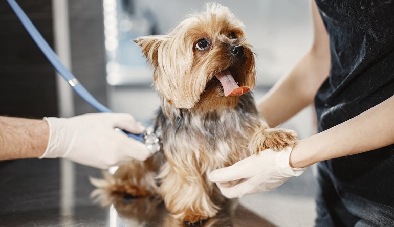 when to spay a dog