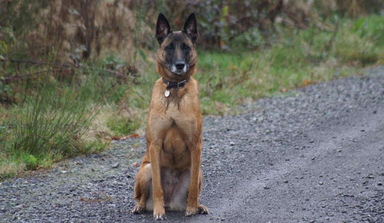 belgian malinois dog