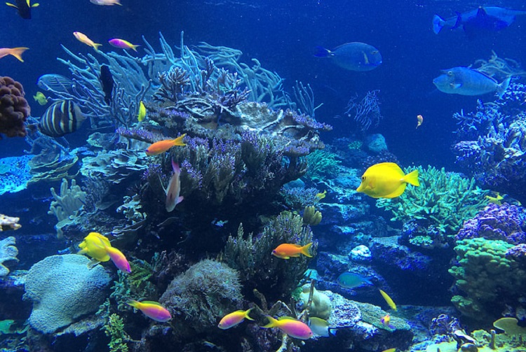 marigolc extract marigolc extract