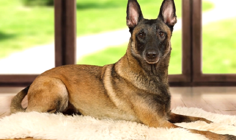 belgian malinois black