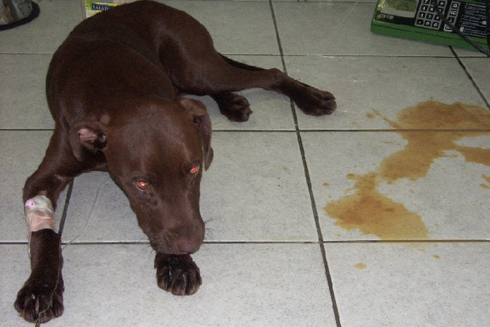 Dog hotsell puking chocolate