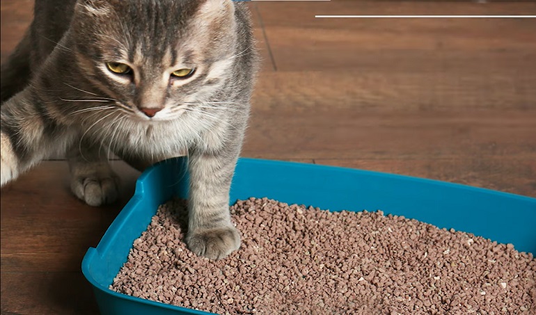 why do cats stop using the litter box