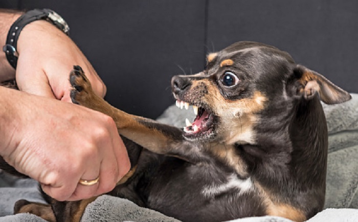 training a puppy