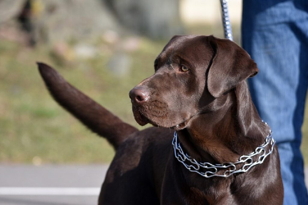 Using a pinch outlet collar for dog training