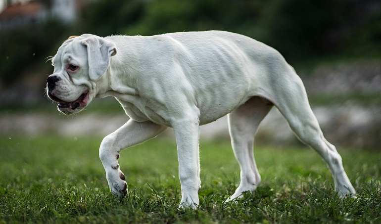 do white boxers have spots