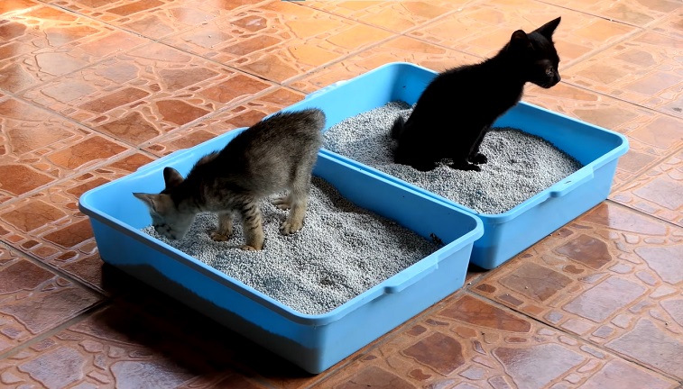 Cat stopped using on sale litter box to pee