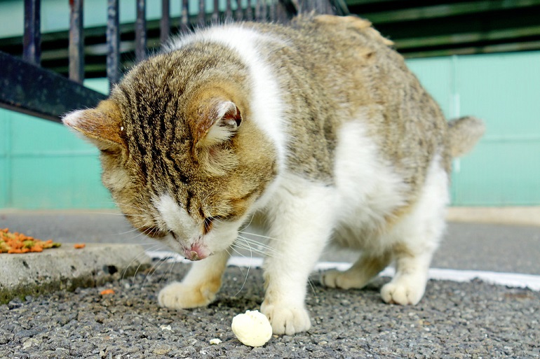 types of cat vomit