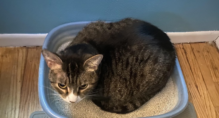 flushable cat litter