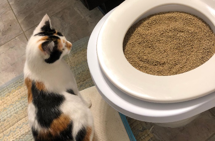 natural cat litter