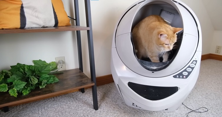 cat laying in litter box