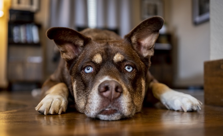 how to stop dog whining for food