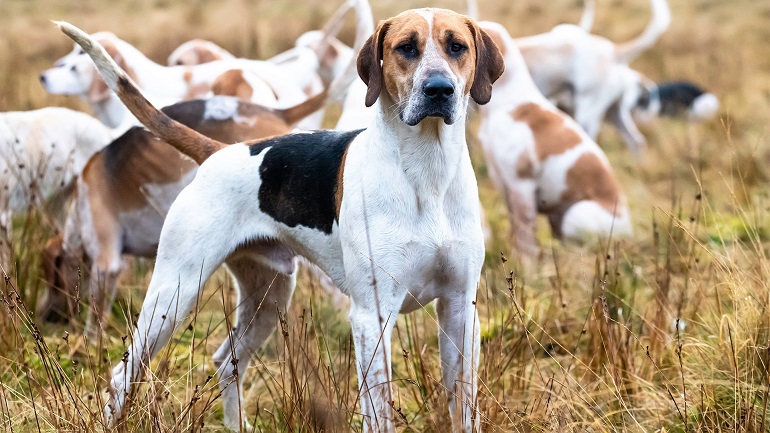 are american foxhounds good with other dogs