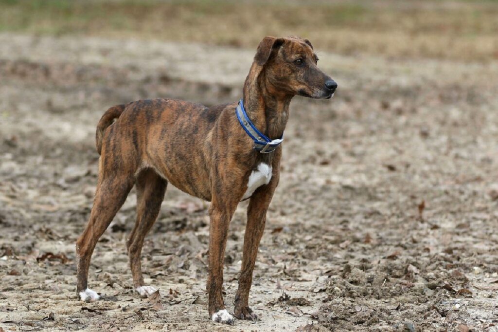 Female store mountain cur