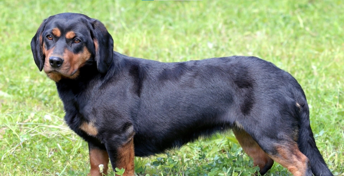 alpine dachsbracke is a mixed breed