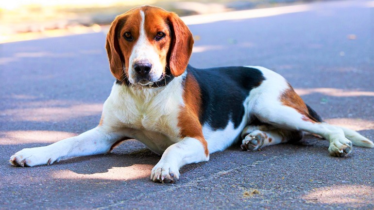 are american foxhounds good with other dogs