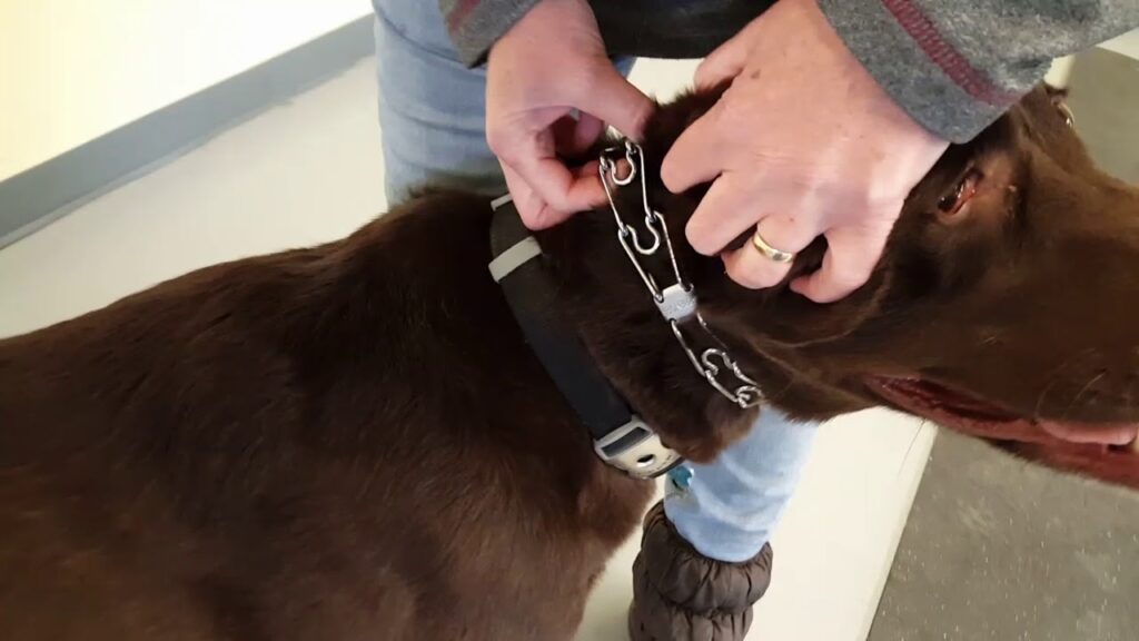 How should you place a 2025 prong collar on a dog wag