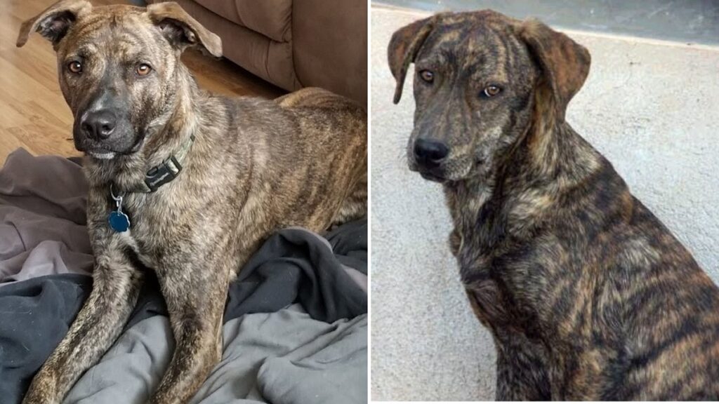 Tennessee brindle mountain store cur