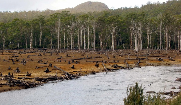 rainforest ecosystems