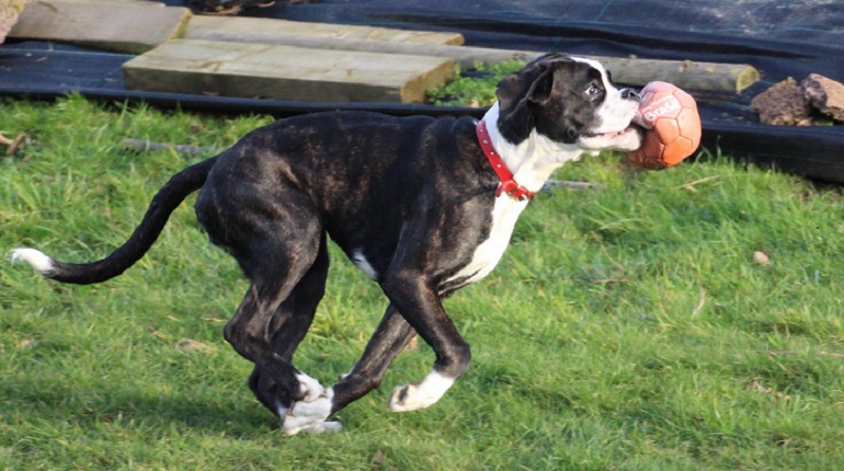 black and white boxer dogs