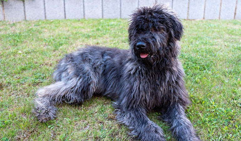 bouvier des flandres dog breeds
