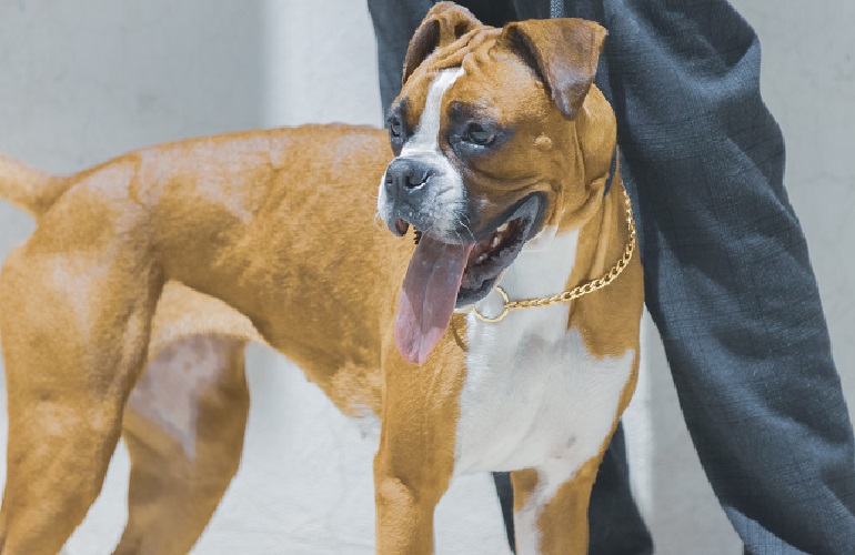 how to keep a boxer dog from shedding