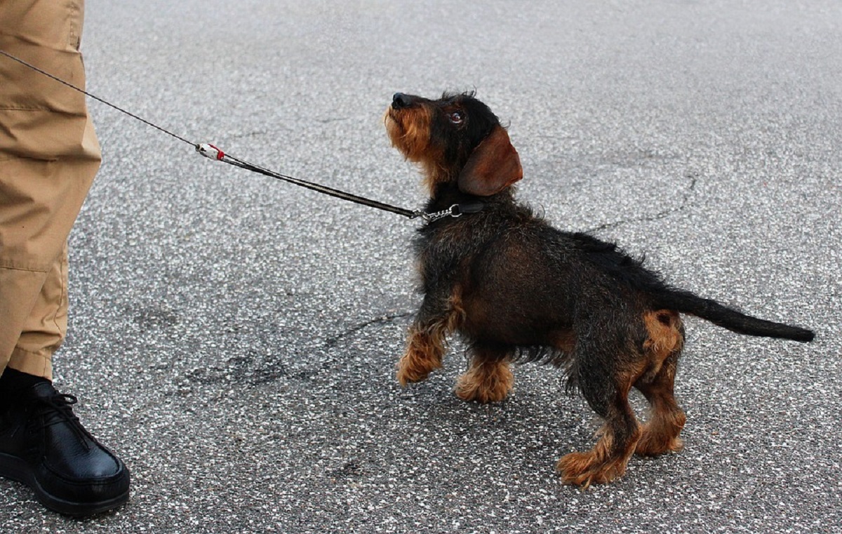 How Should You Place A Prong Collar On A Dog? WAF