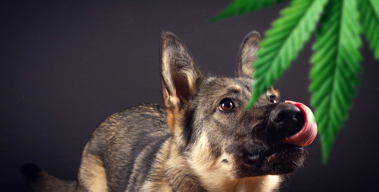 marijuana for dogs