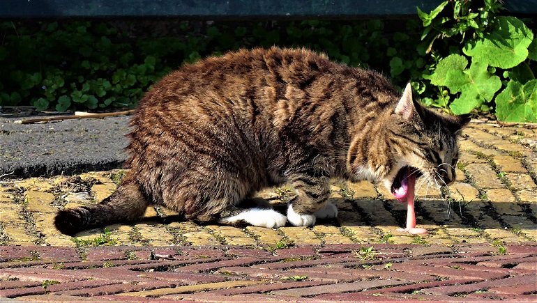 Cat going outside outlet litter box