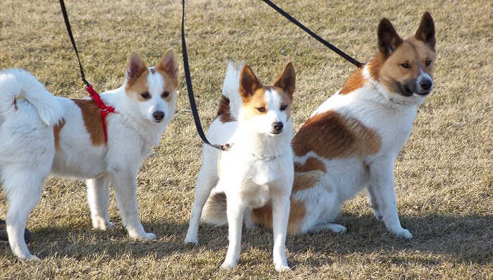 iceland dog