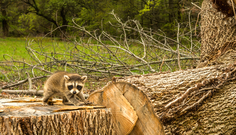 deforestation animals affected