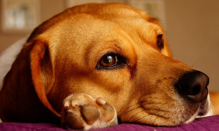 canine distemper symptoms