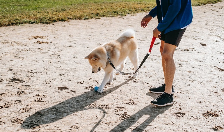 socializing an older dog