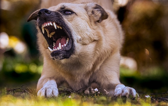 do dogs get more aggressive after being neutered