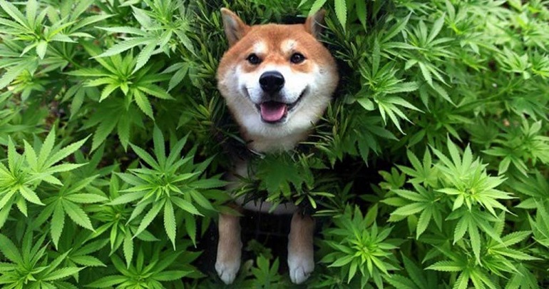 marijuana for dogs