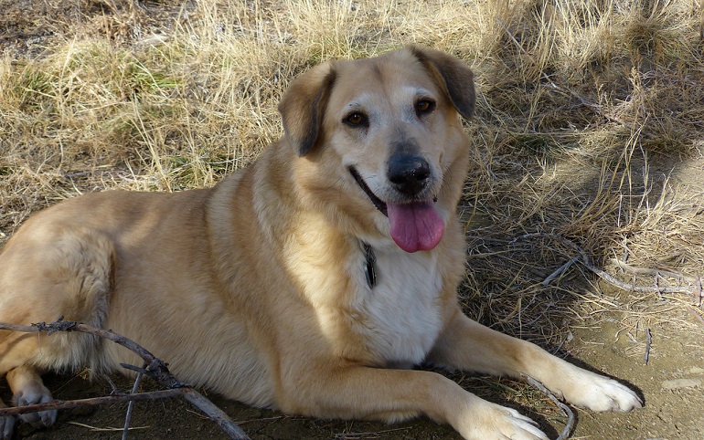 chinook german shepherd mix