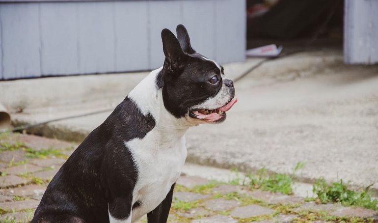 English Bulldog- History, Facts, And Personality Traits