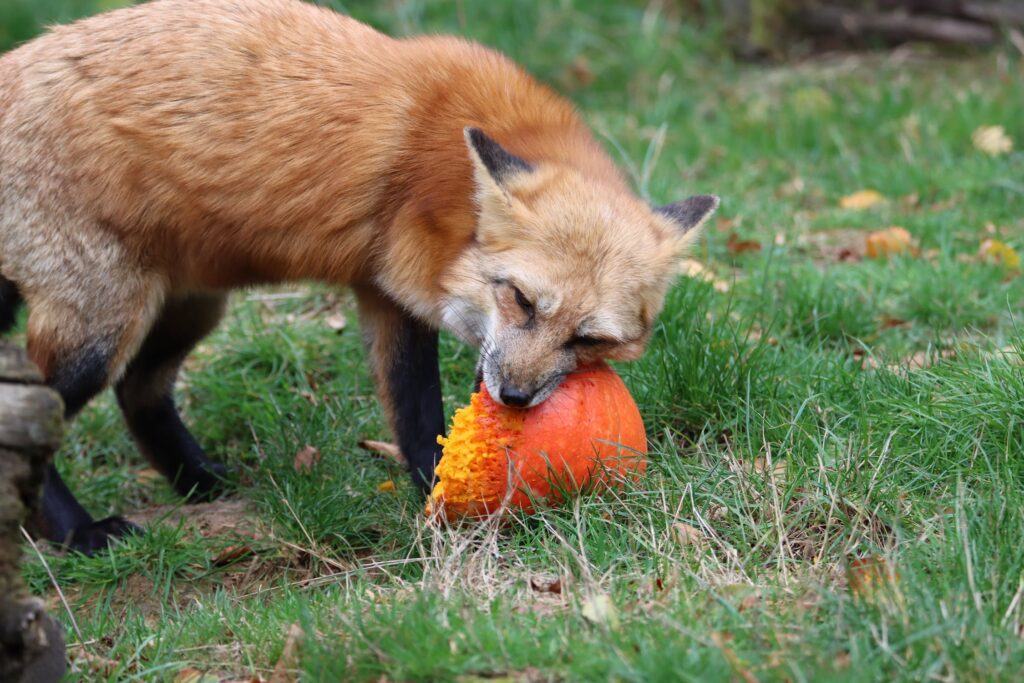 red fox animal