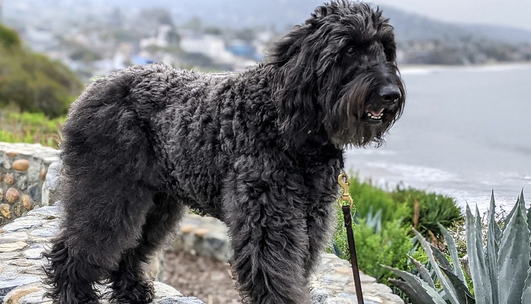 bouvier de flandres dogs
