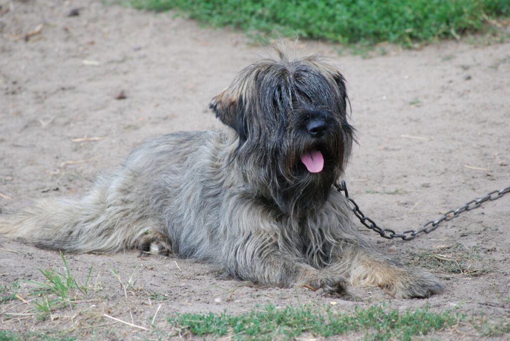 bouvier dogs
