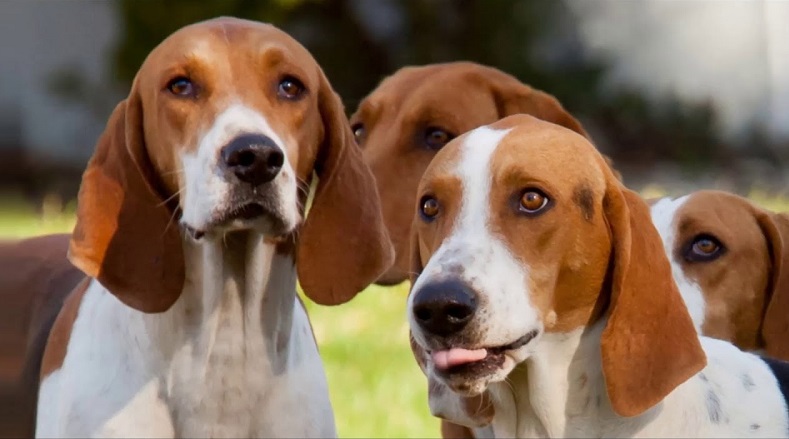 foxhound breed